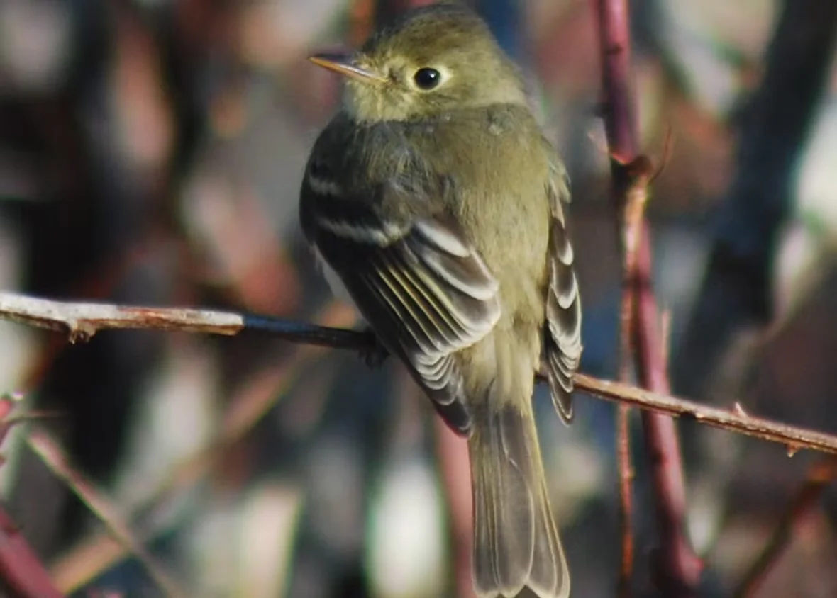 CBC: A western flycatcher that was photographed by Roger Burrows in 2015 on White Head Island. (Roger Burrows/Submitted by Paul Mansz)