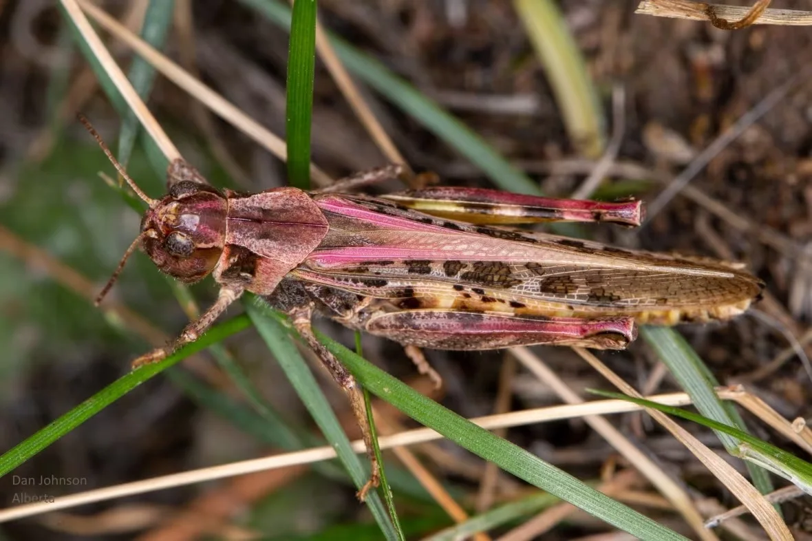 clear-winged-grasshopper/Dan Johnson/University of Lethbridge