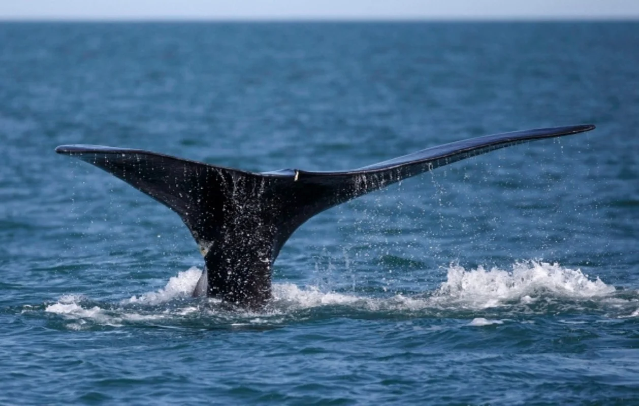 3 right whales entangled in Gulf of St. Lawrence, officials say