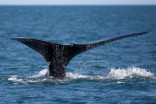 North Atlantic right whales make return to Canadian waters