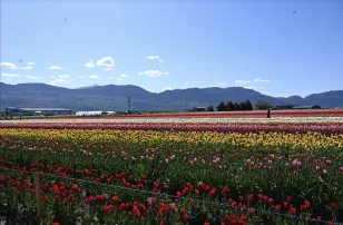 Take in the breathtaking blooms at Canada's largest tulip festival