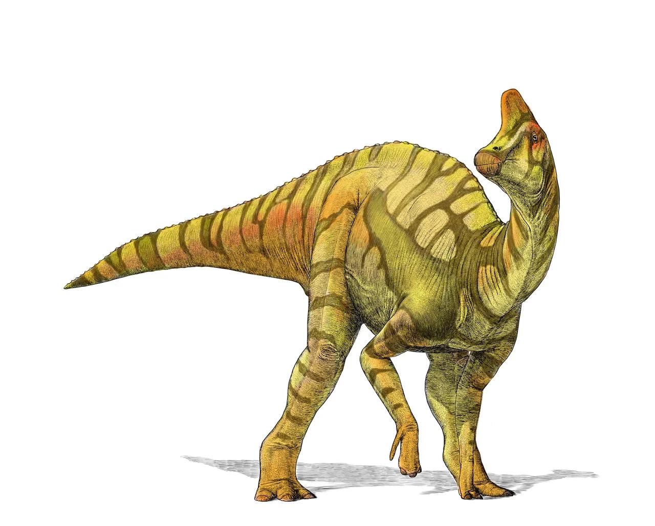 Illustration of an adolescent Lambeosaurus by Julius Csotonyi