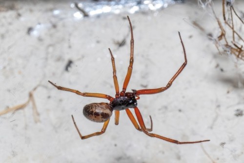 Extraordinary Discovery': Invasive Spider Captures and Feeds on Bats - CNET