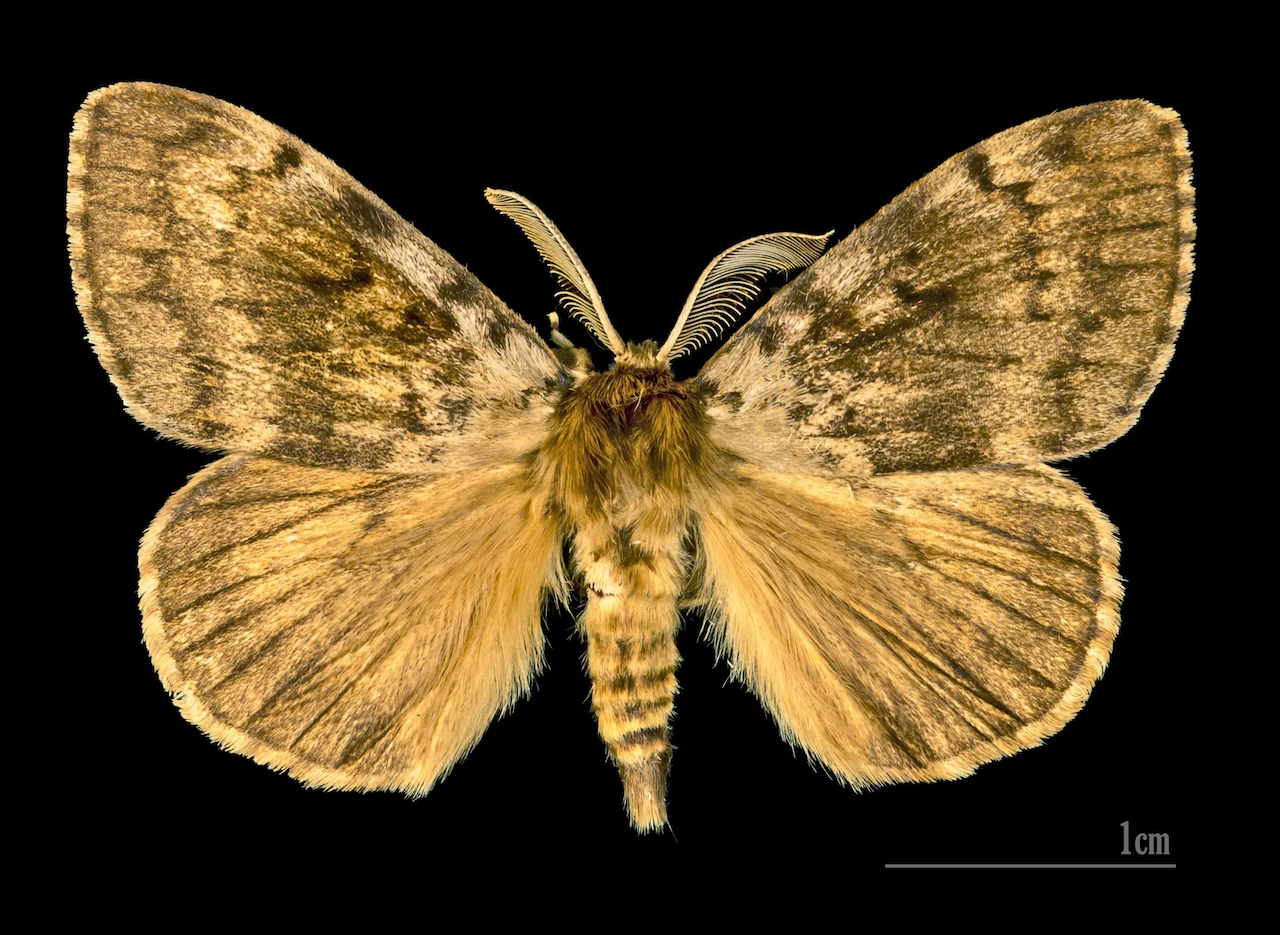 Lymantria dispar/Wiki