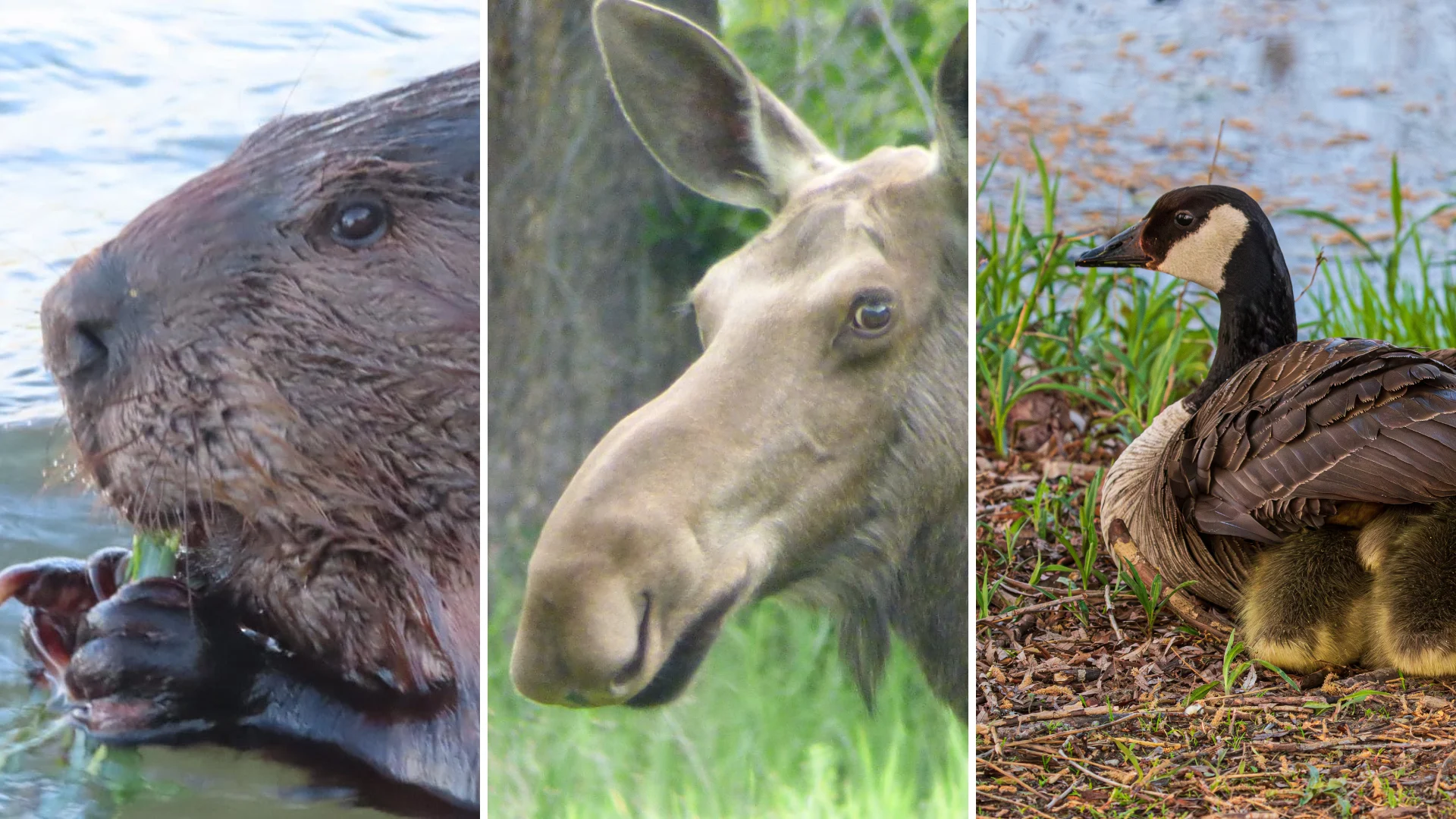 The top 5 Canadian animals for Canada Day
