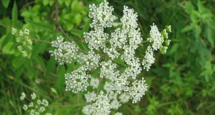 Cicutaire maculée (Cicuta maculata) Crédit - Wikimedia