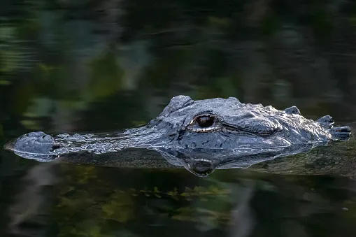 Only in Florida: Giant alligator crosses Canadian couple