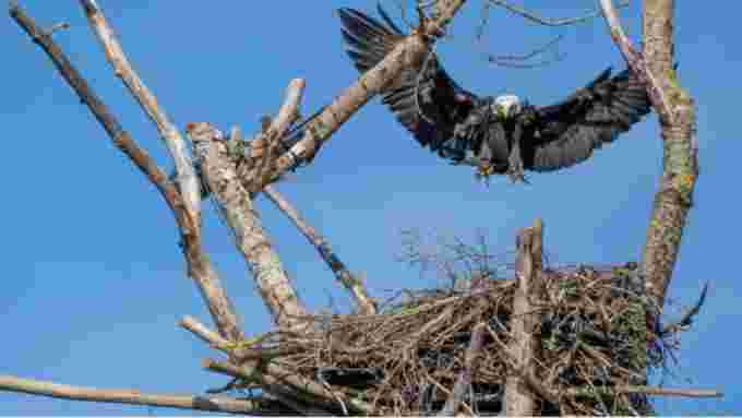 CBC: A bald eagle lands in the Delta 2 nest in Delta B.C. in this undated photograph. Wildlife experts with the province say out of 22 nests they are actively monitoring, only five had chicks in them. (Alain-Pierre Hovasse/Hancock Foundation)