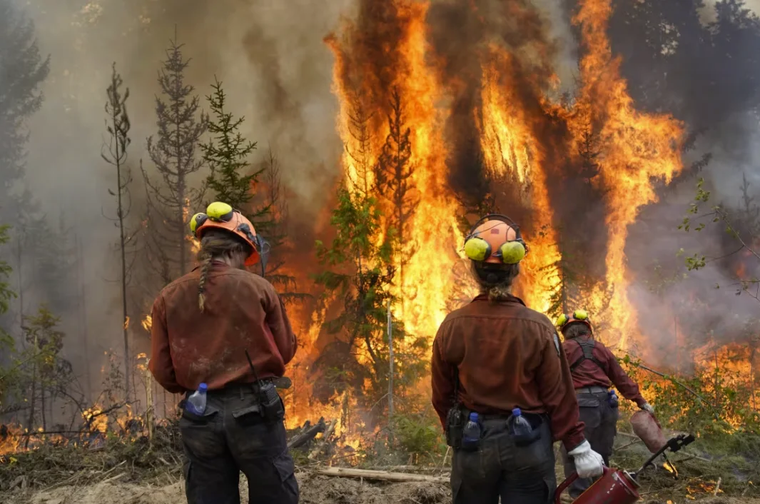 CBC: B.C. wildfire fighters look at a planned ignition as they fight the Dogtooth Forest Service Road blaze in B.C.'s southeast on Aug. 2, 2024. (B.C. Wildfire Service)