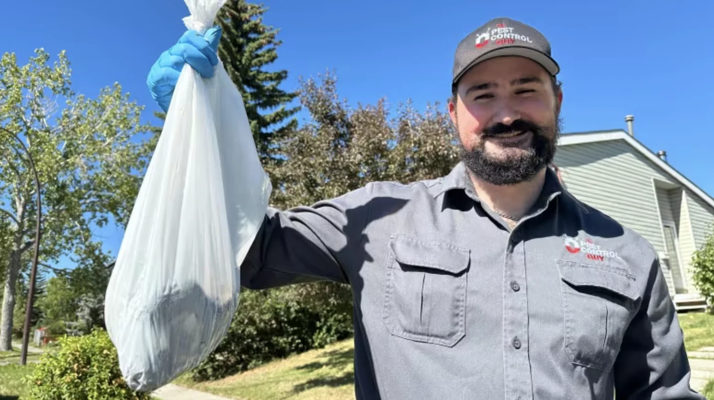 CBC: Calgary pest removal expert JS Ouellette says he's getting four times as many calls to remove wasp nests this summer. (Colleen Underwood/CBC)