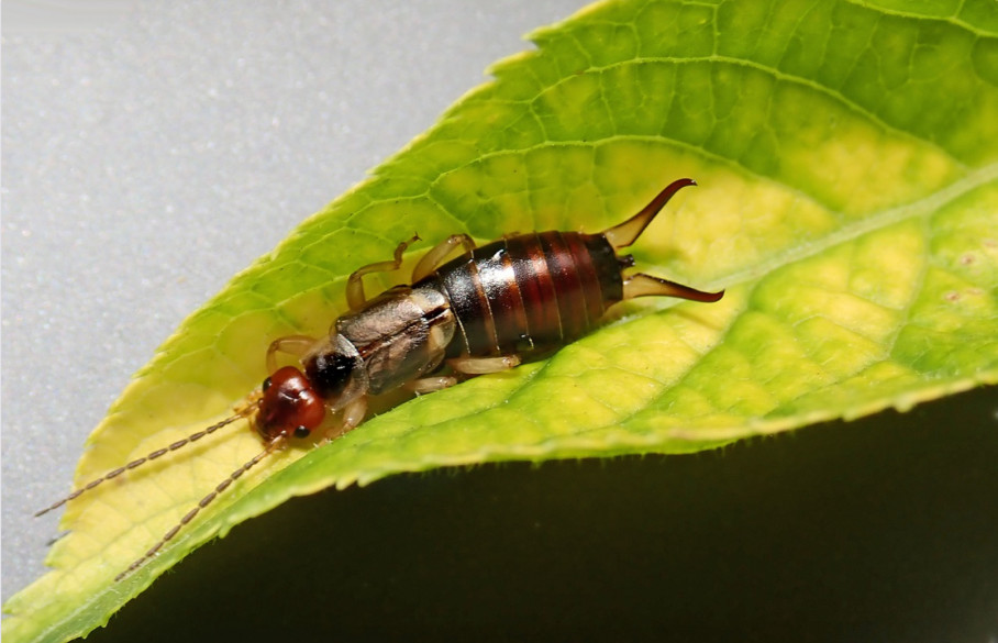 The Weather Network - Earwigs Are Flourishing This Season Heres Why And What To Do About It