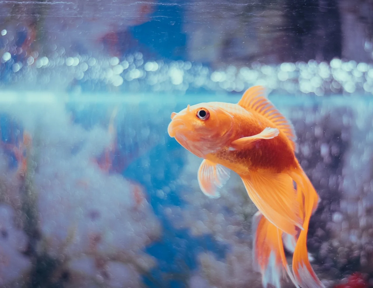 Goldfish/Unsplash