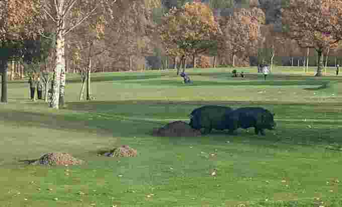 Wild pigs on U.K. golf course/Lightcliffe Golf Club