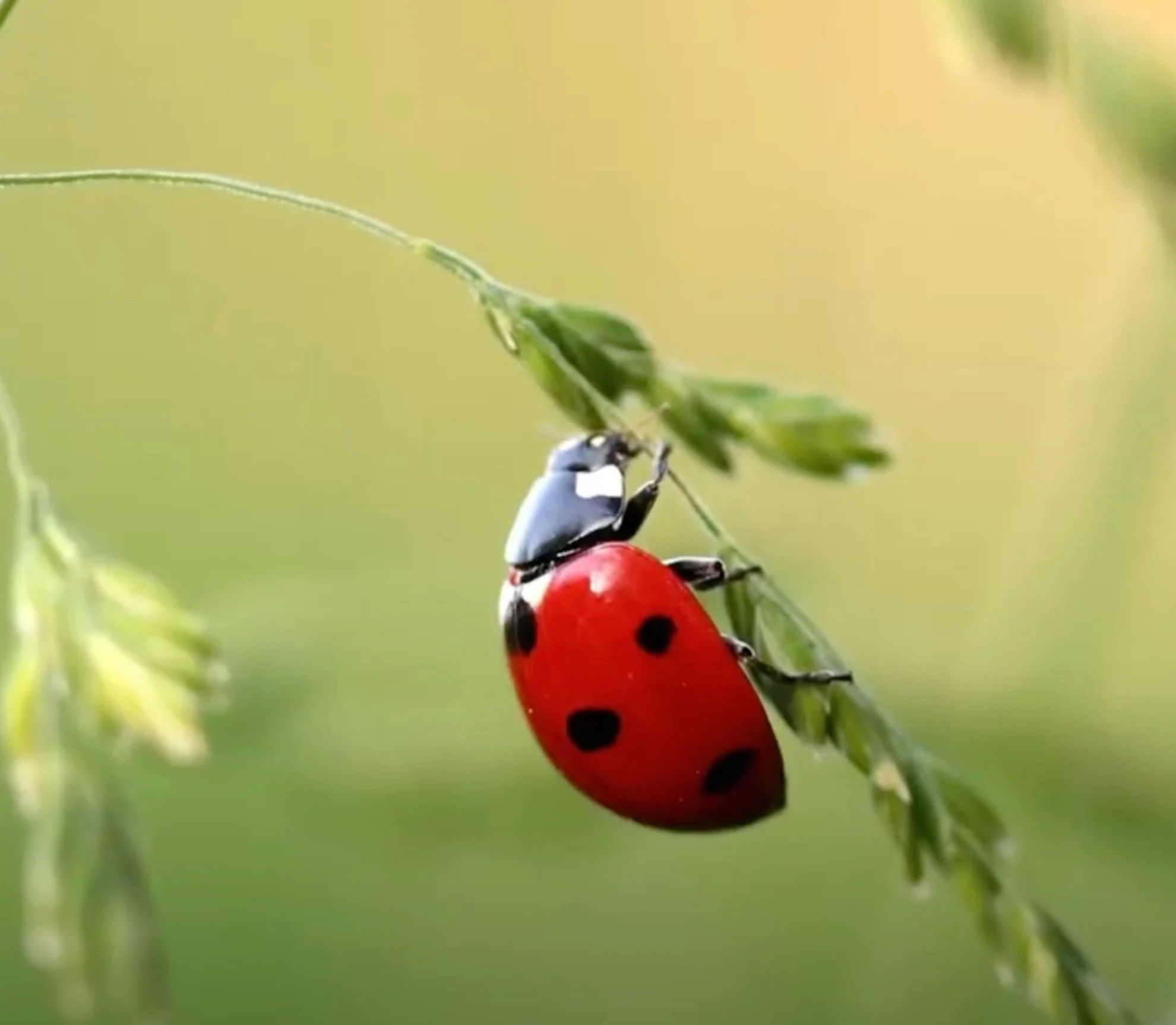 Ever wonder why there are so few insects in the ocean?