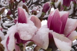 With snow on your spring garden, will your plants make it through the cold?