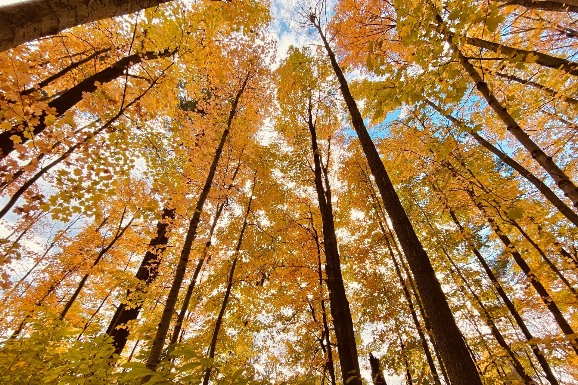 feuilles automne jaunes