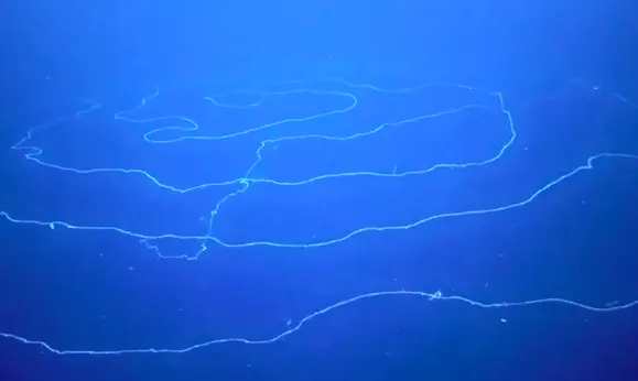 Creepy 154-foot long 'silly string' creature found in the deep sea