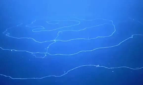 Creepy 154-foot long 'silly string' creature found in the deep sea