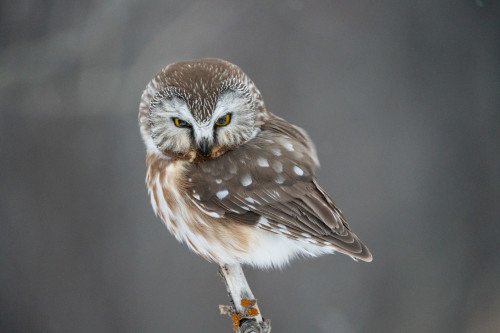Saw-whet owl 2. Calgary, Alberta. Kyle Brittain