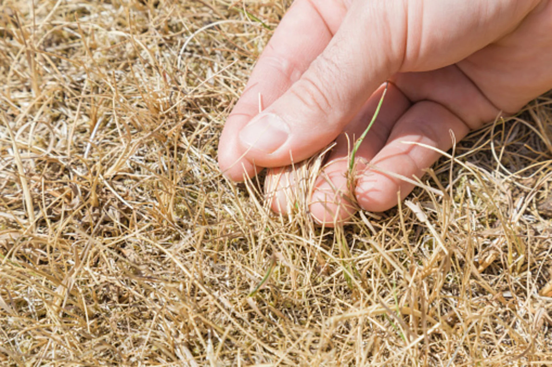 Lawn brown and dry? This watering method will keep it healthy