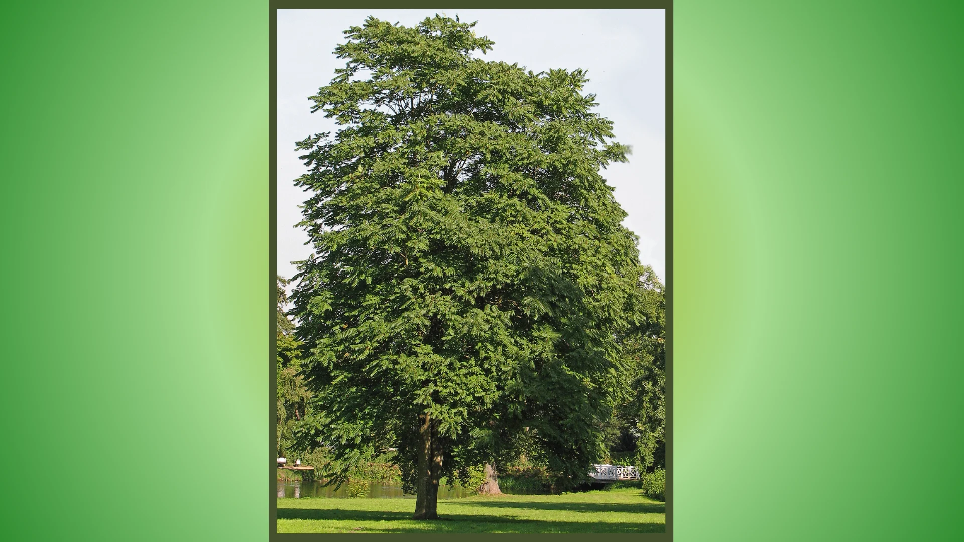 WIKIPEDIA - tree of heaven