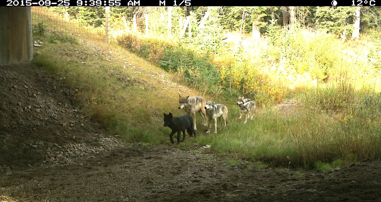 Wolves underpass in Banff National Park, Alberta/Parks Canada