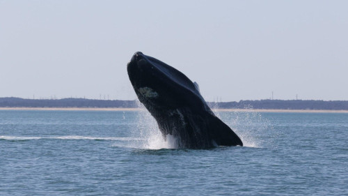 Blue Whale  NOAA Fisheries