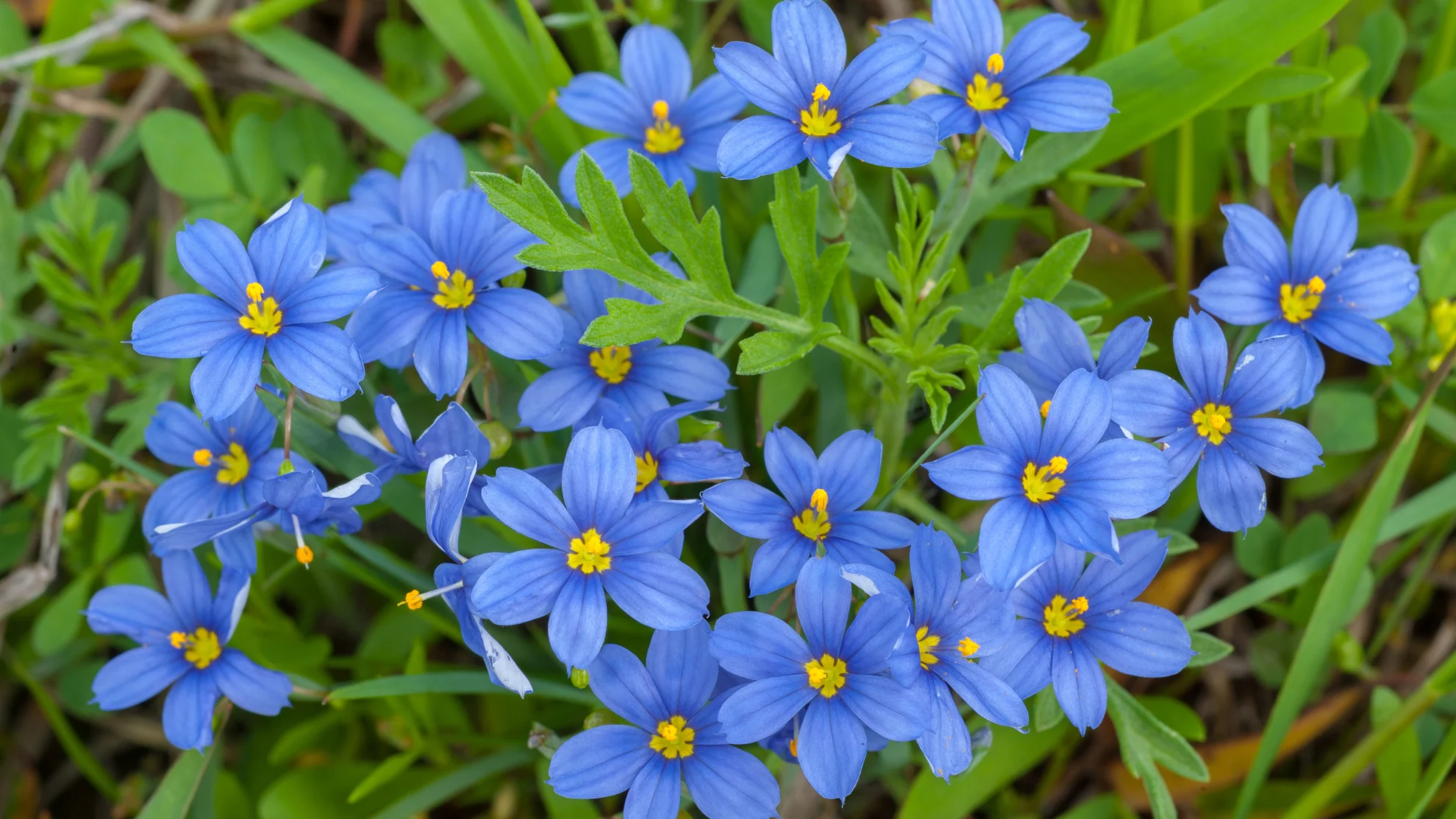 CANVA - Blue-eyed grass