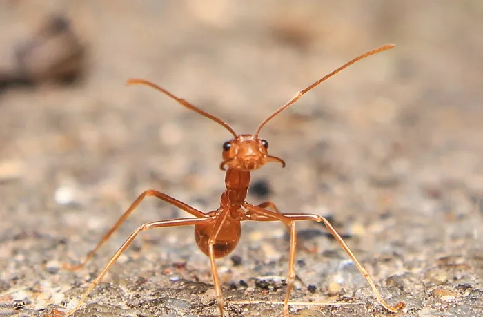  A TikTok discussion has some people asking: Can you SMELL ants?