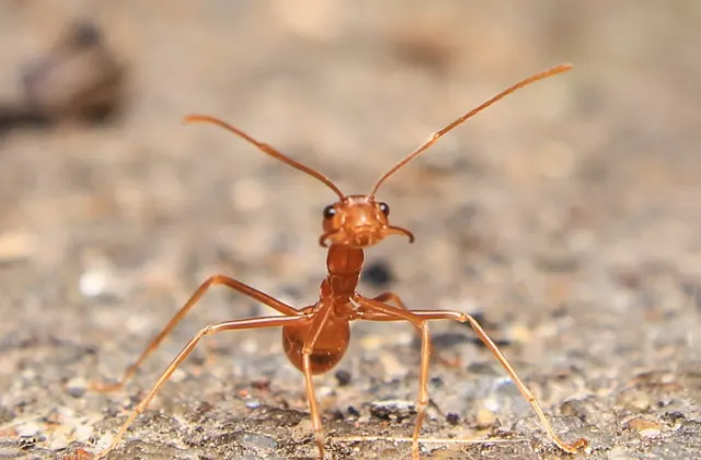 Professor Makes Pokemon's Legendary Birds Bug-Types By Naming Beetles After  Them