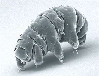 Des tardigrades sur la Lune !