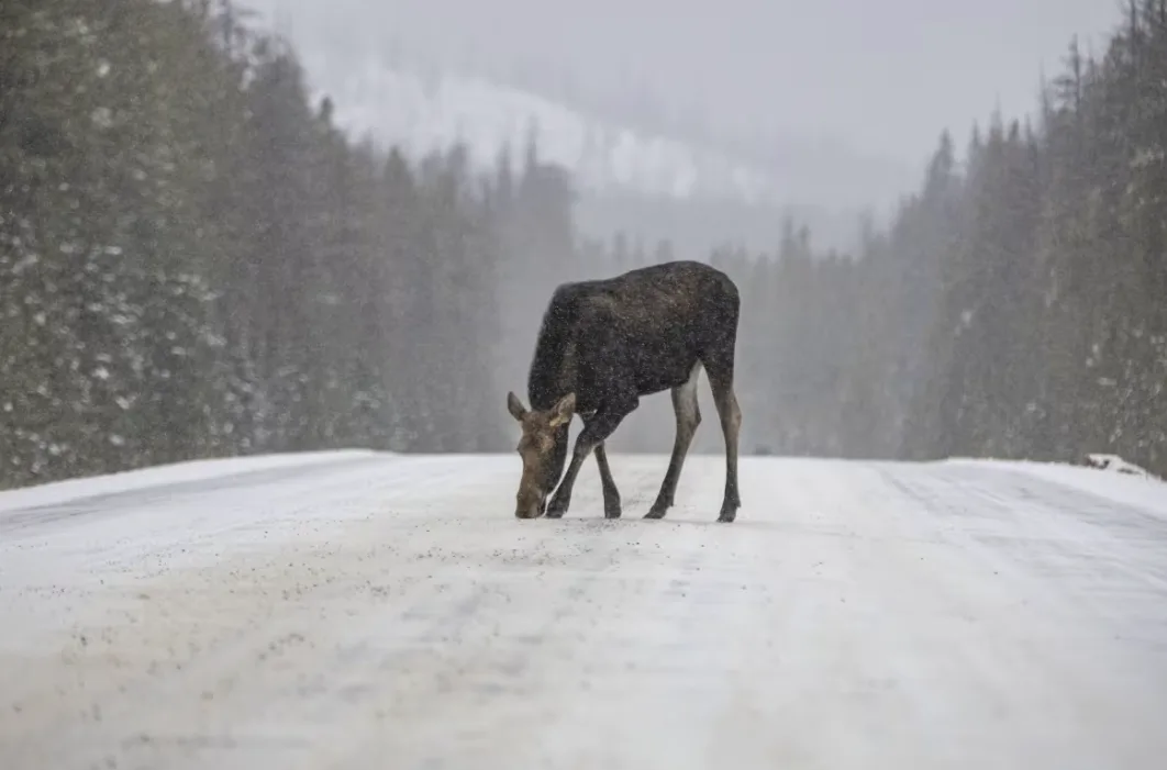 CBC: Moose search for salt in the winter to fulfil their high salt intake, says researcher. (Parks Canada)