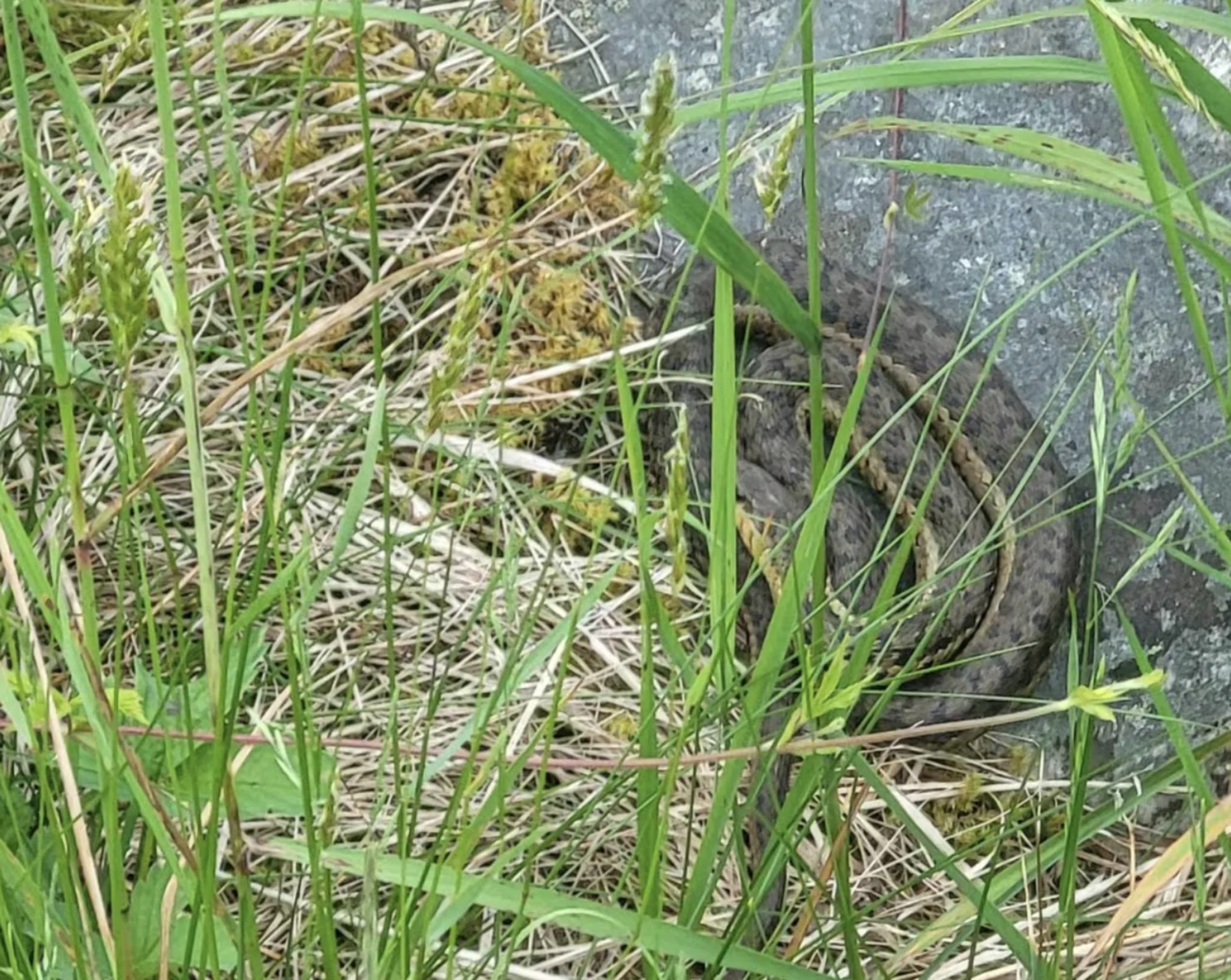 This snake was found in Trout River. (Submitted to CBC by Julia Riley)