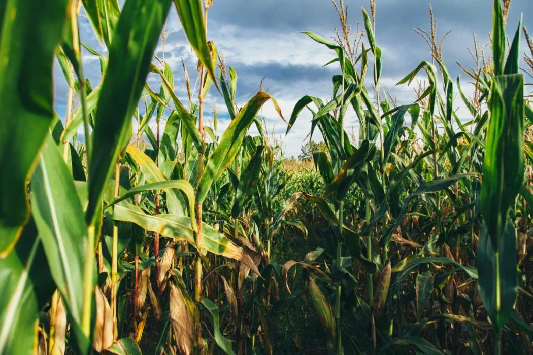 Des récoltes menacées par le manque d’eau au Québec