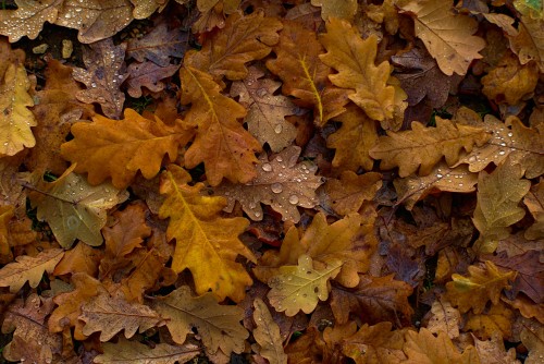 L'automne arrive : Fred ramasse les feuilles, couvre sa piscine et son  mobilier de jardin - Tarabaza