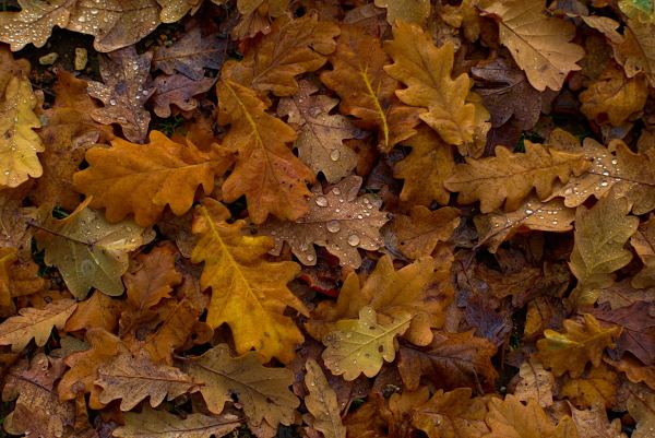 Ramasser les feuilles mortes est nuisible et pratiquement inutile