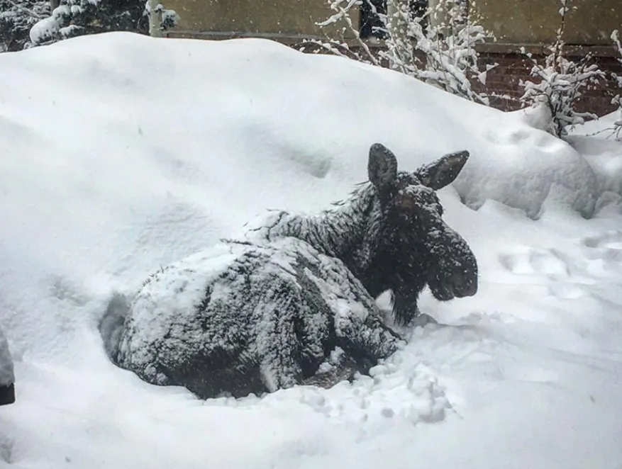 Moose moves into a library, shuts the building down