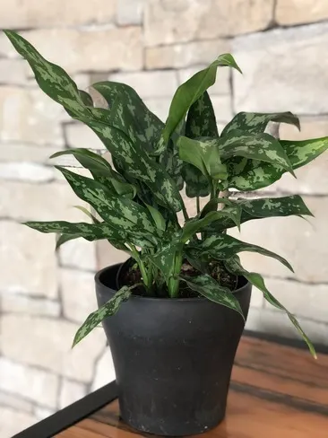 chinese evergreen