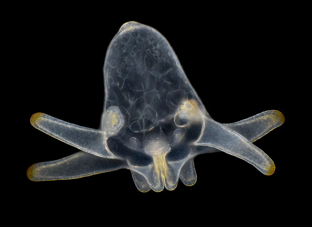 Wim Van Egmond - Nikon - anemone larva2