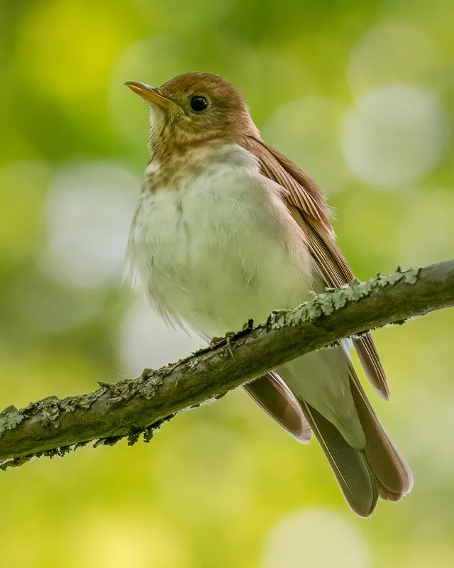 A veery stoically watching over its domain. (Andy Wilson/UGC)