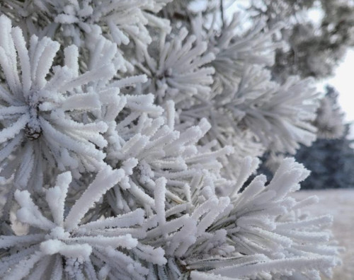 The Weather Network - The beauty (and danger) behind rime ice