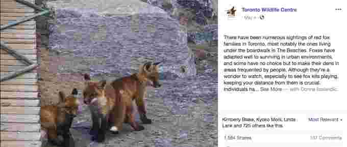 TORONTO Wildlife Centre - baby fox/Facebook