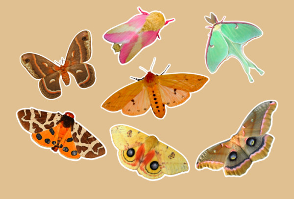 https://images.twnmm.com/c55i45ef3o2a/5HGMgJMQ3dRBWo6bFJDLLG/1d1e362397f2467d40b615dc8a42f5f7/Custom_-_moths.png?w=600&h=600&fm=jpg