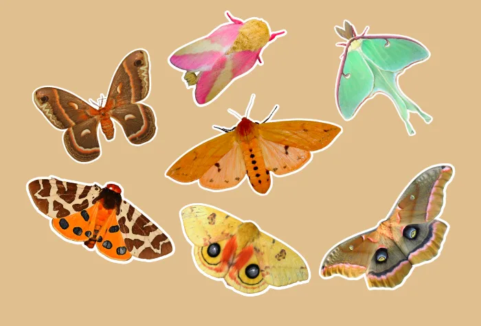 Moths: underestimated heroes of the pollination season