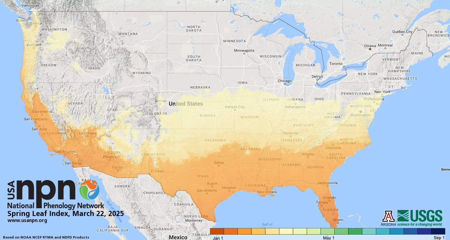 US Spring Leaf March 2025