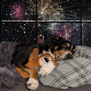 Here's how fireworks harm wildlife, and what you can do instead