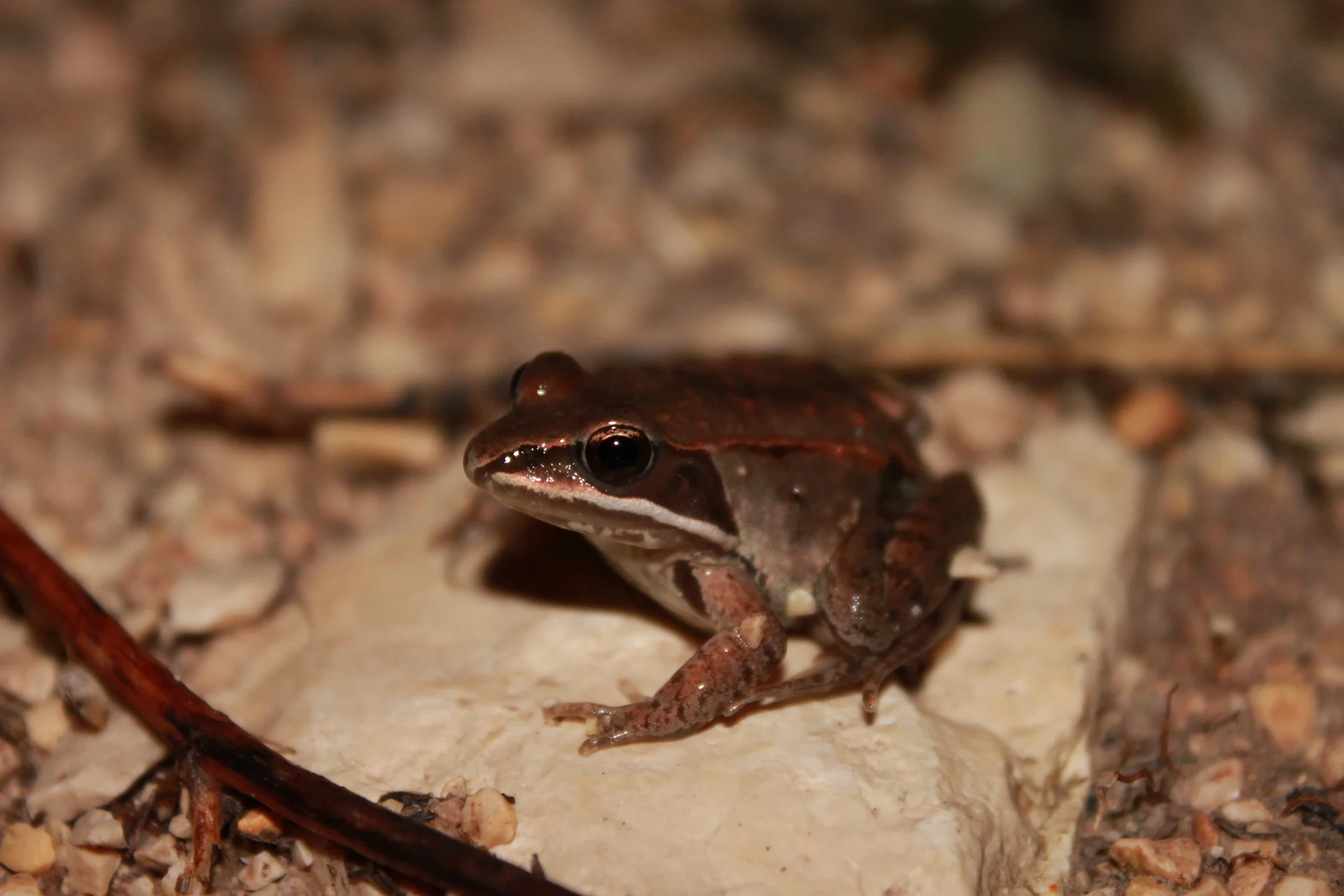 Wood frog/Submitted