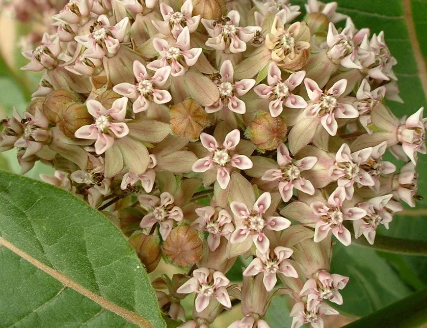 MILKWEED