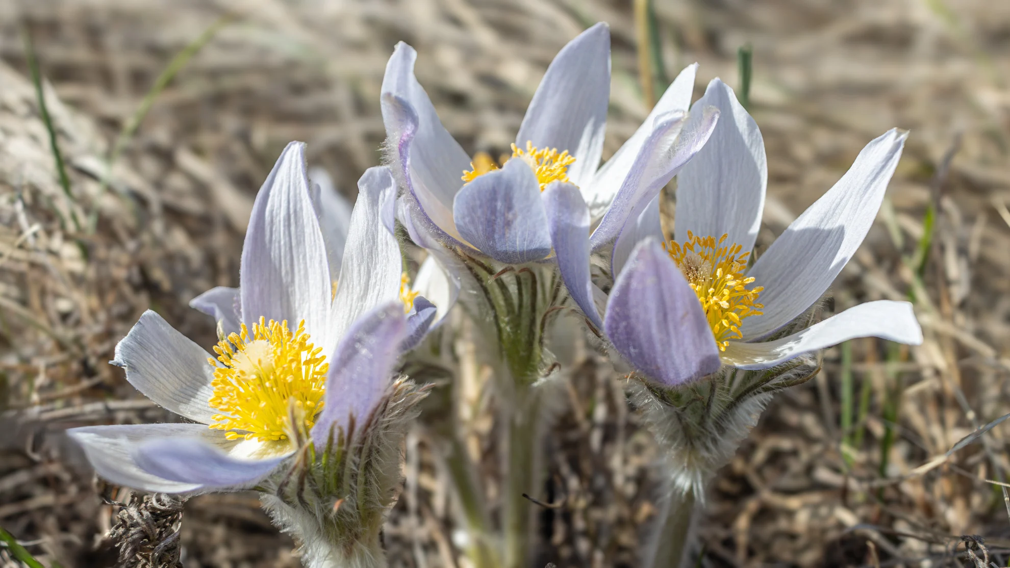 CANVA - prairie crocus