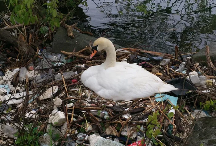Swan seen building nest from plastic in southern Ontario park